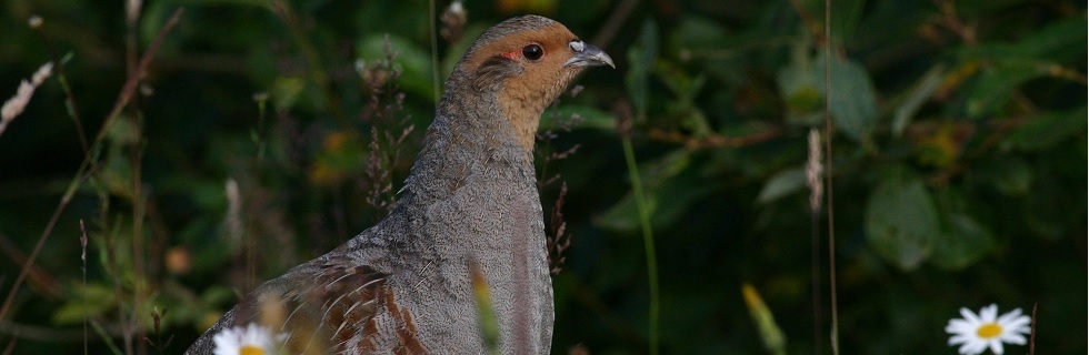 Irish Grey Partridge Conservation Trust