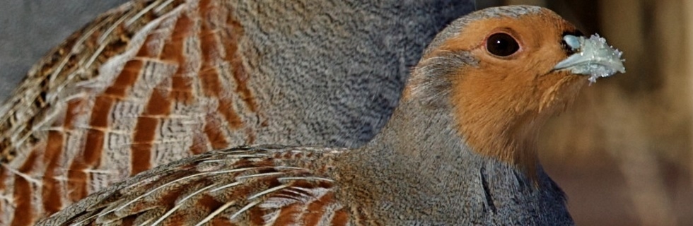 Irish Grey Partridge Conservation Trust