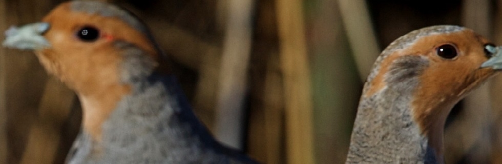 Irish Grey Partridge Conservation Trust